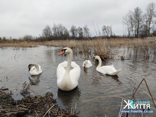 Дамби на ставках у Чорториї, де зимують лебеді, ремонтують за 10 мільйонів гривень